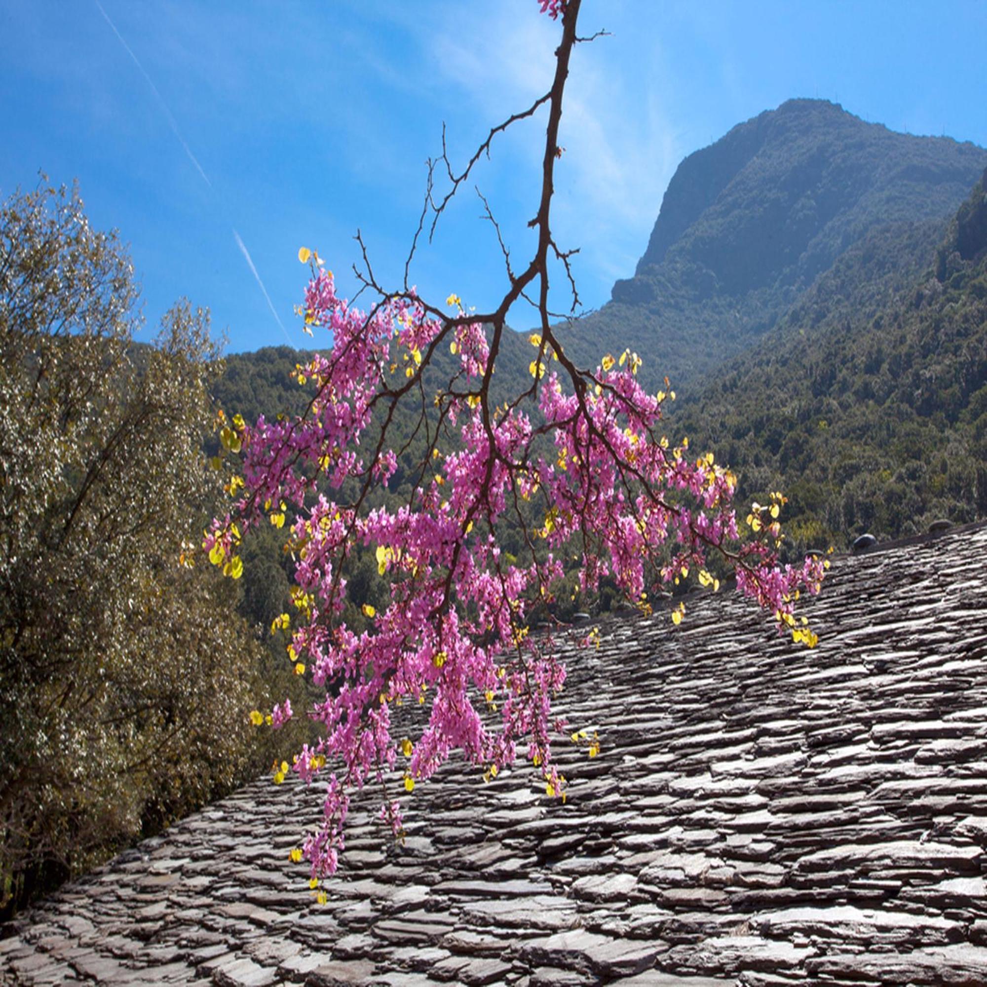Les Gites Du Cap Corse Nonza Habitación foto