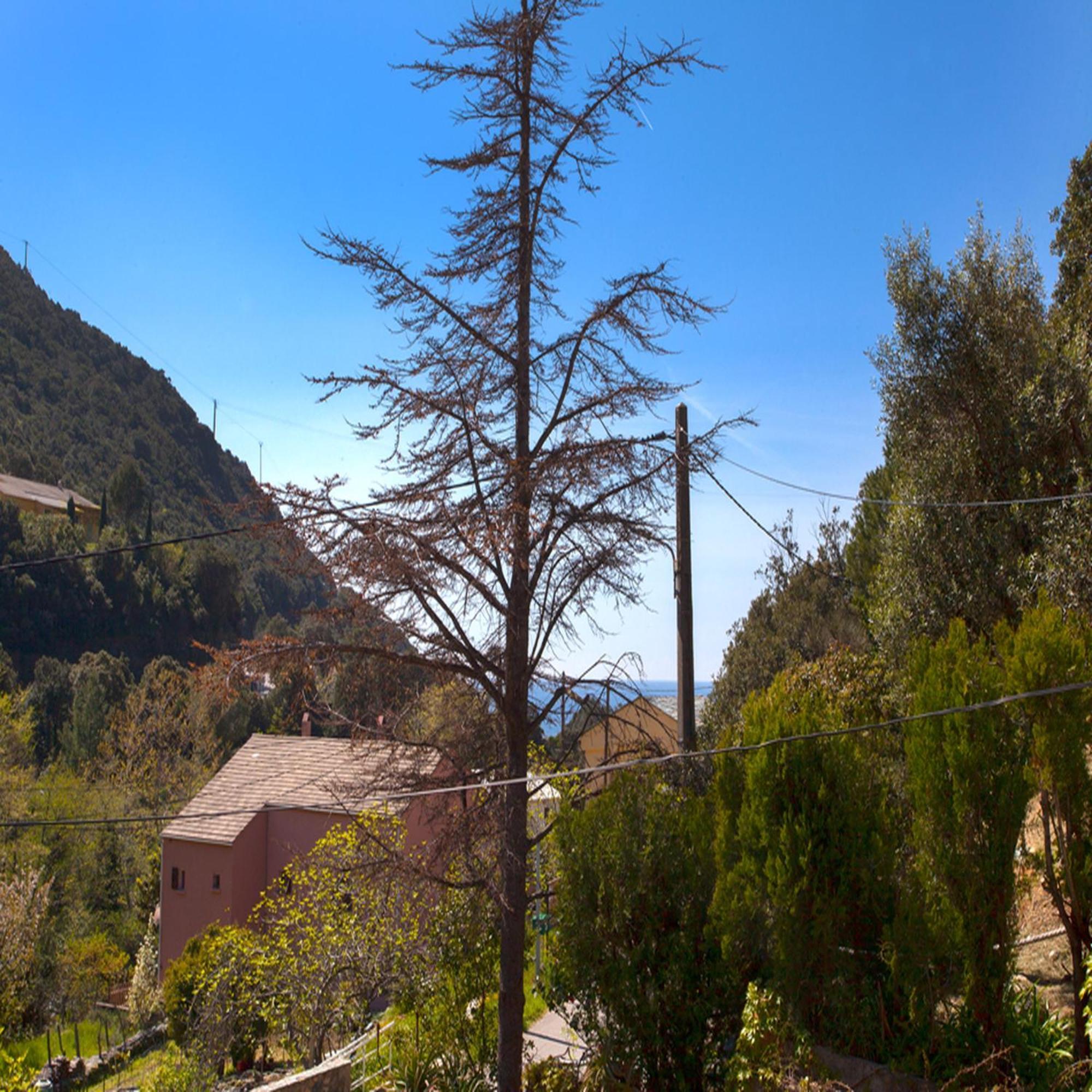 Les Gites Du Cap Corse Nonza Habitación foto